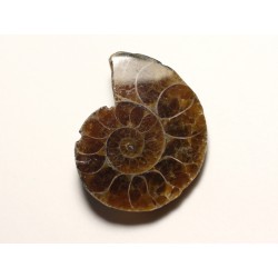 N1 - Pendentif Pierre Fossile - Ammonite Ammonoidea 29mm - 8741140016415 