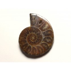 N3 - Pendentif Pierre Fossile - Ammonite Ammonoidea 32mm - 8741140016439 