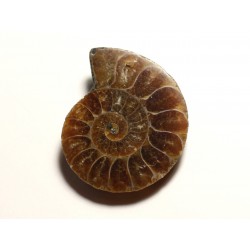 N4 - Pendentif Pierre Fossile - Ammonite Ammonoidea 34mm - 8741140016446 