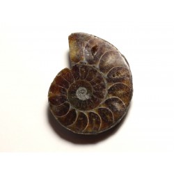N5 - Pendentif Pierre Fossile - Ammonite Ammonoidea 34mm - 8741140016453 
