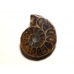 N6 - Pendentif Pierre Fossile - Ammonite Ammonoidea 33mm - 8741140016460 