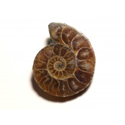 N7 - Pendentif Pierre Fossile - Ammonite Ammonoidea 33mm - 8741140016477 