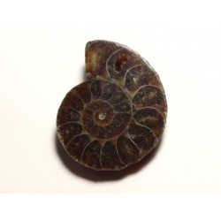 N11 - Pendentif Pierre Fossile - Ammonite Ammonoidea 35mm - 8741140016514 