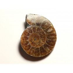 N12 - Pendentif Pierre Fossile - Ammonite Ammonoidea 35mm - 8741140016521 
