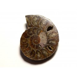 N13 - Pendentif Pierre Fossile - Ammonite Ammonoidea 37mm - 8741140016538 