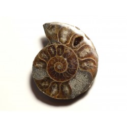 N14 - Pendentif Pierre Fossile - Ammonite Ammonoidea 38mm - 8741140016545 