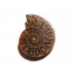 N15 - Pendentif Pierre Fossile - Ammonite Ammonoidea 38mm - 8741140016552 