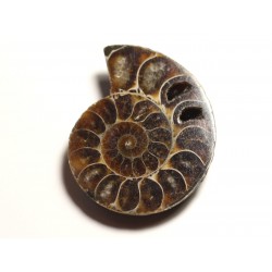 N19 - Pendentif Pierre Fossile - Ammonite Ammonoidea 46mm - 8741140016590 